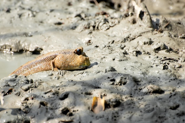 De mudskipper in de modder die in het mangrovebos ligt.