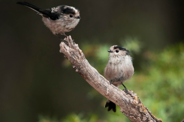 De mythe is een zangvogel uit de familie Aegithalidae.