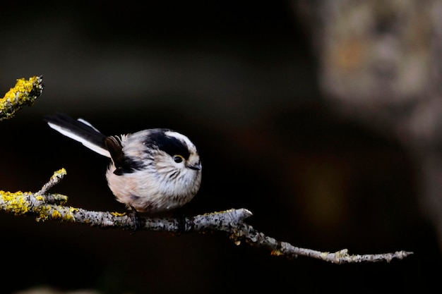 De mythe is een zangvogel uit de familie van de aegithalidae