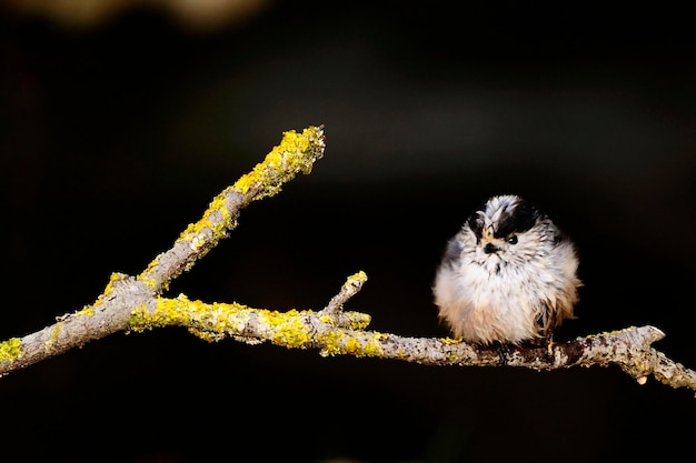 De mythe is een zangvogel uit de familie van de aegithalidae