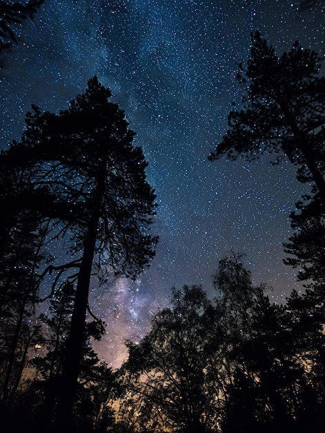 de nachtelijke hemel is gevuld met sterren en bomen