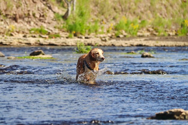 De natte roodharige hond rent over het water en schudt zich af