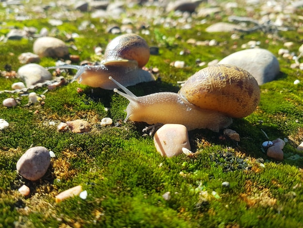 De natuur buigt een schelp van een slak in het wild