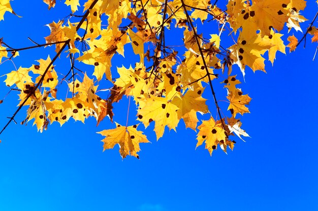 De natuur in de herfst