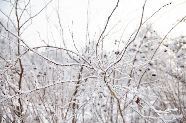 De natuur in de winter Sneeuw en vorst op de takken van een struik