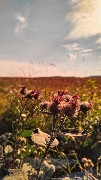 Foto de natuur in de zomer