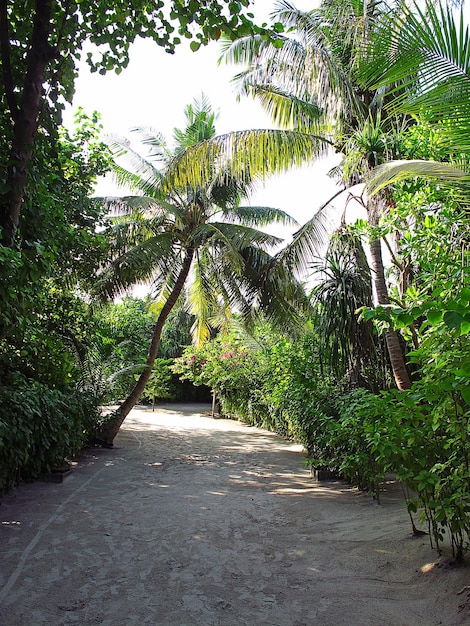 De natuur op de Malediven Indische Oceaan