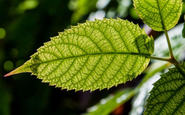 De natuur van groen blad in de tuin in de zomer