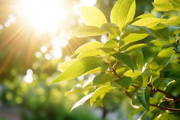 De natuur van groen blad in de tuin in de zomer