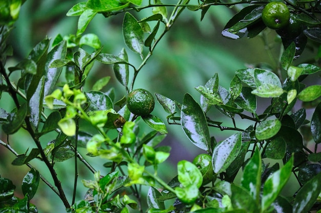 De natuur verfrist de verse Kaffir-kalk dichtbij na de regen