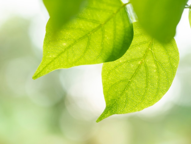 De natuur vertrekt in de tuin op zachte focus