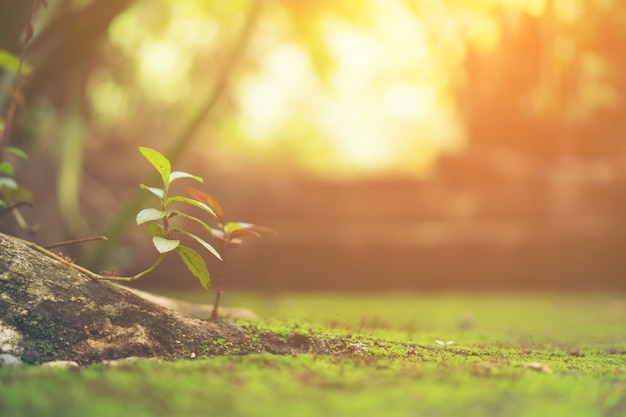 de natuur voelt met zonlicht