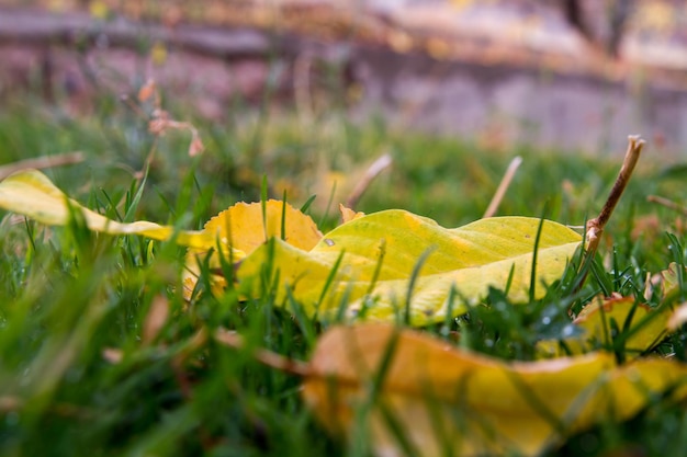 de natuur