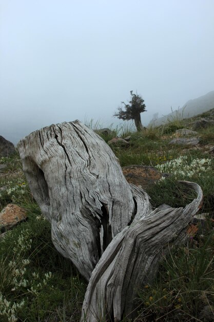 Foto de natuur