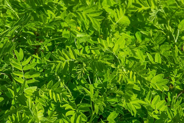 De natuurlijke achtergrond is een heldergroene plant