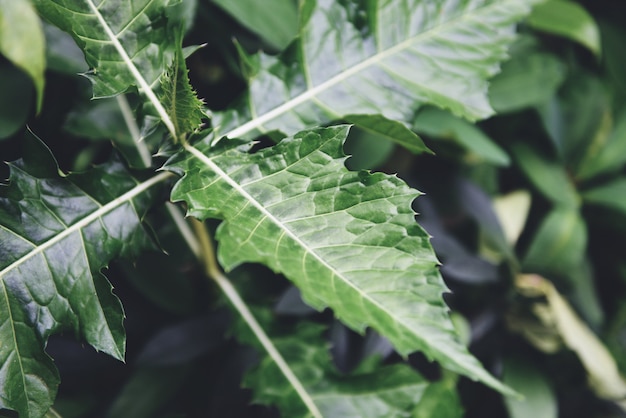 De natuurlijke groene achtergrond van het bladerenpatroon. Blad mooi in de jungle van de tropische bosplant