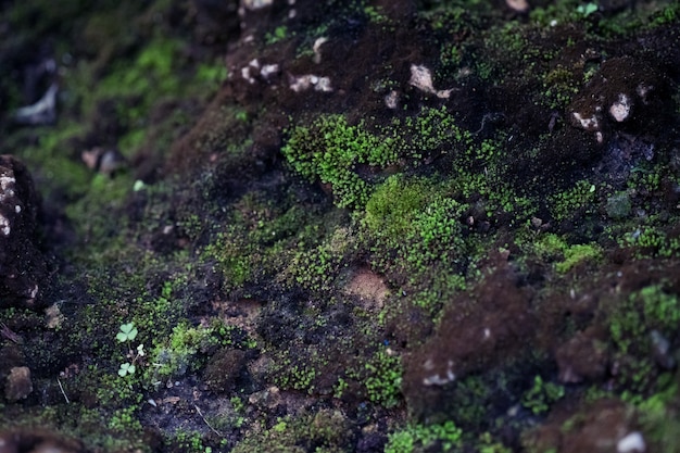 De natuurlijke Groene achtergrond van het steenmos