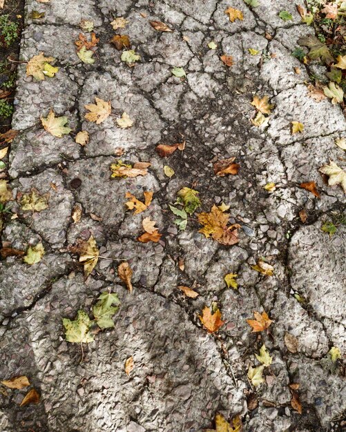 Foto de natuurlijke textuur van gebroken asfalt in de herfst bladeren in het zonlicht