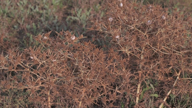 De natuurlijke weidegrasdoorn zwaaide langzaam uit de wind Het concept van een groene omgeving