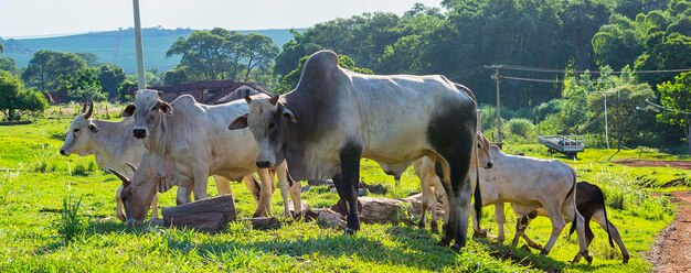 De Nellore-veeherd.