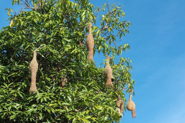 De nesten van de groep ot rijstvogels houden op boom