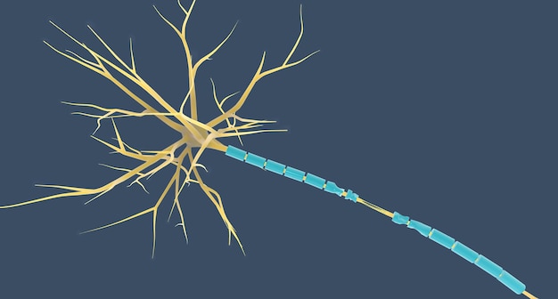 De neuronschade bij hersenschudding