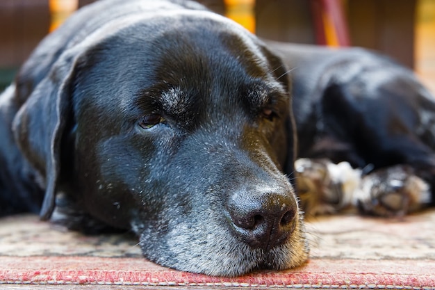 De neus van een droevige zwarte hond die op een draagstoel slaapt.
