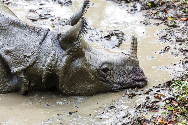 De neushoorn eet het gras in het wild, het nationale park van chitwan, nepal