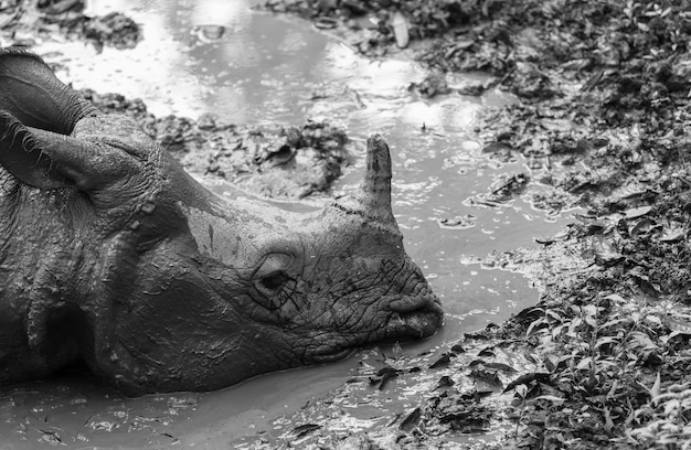 De neushoorn eet het gras in het wild, het nationale park van Chitwan, Nepal