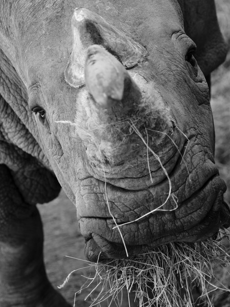 Foto de neushoorn voedt zich met stro, close-up in zwart-wit