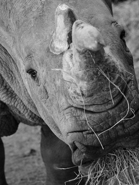 Foto de neushoorn voedt zich met stro, close-up in zwart-wit