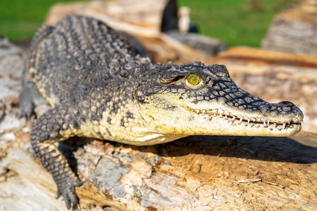 De Nijlkrokodil (Crocodylus niloticus) is een groot, gevaarlijk vleesetend reptiel.