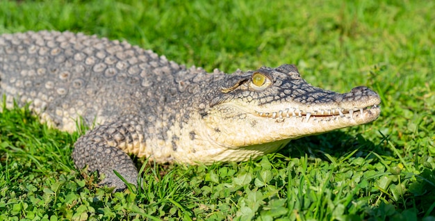 De Nijlkrokodil (Crocodylus niloticus) is een groot, gevaarlijk vleesetend reptiel.