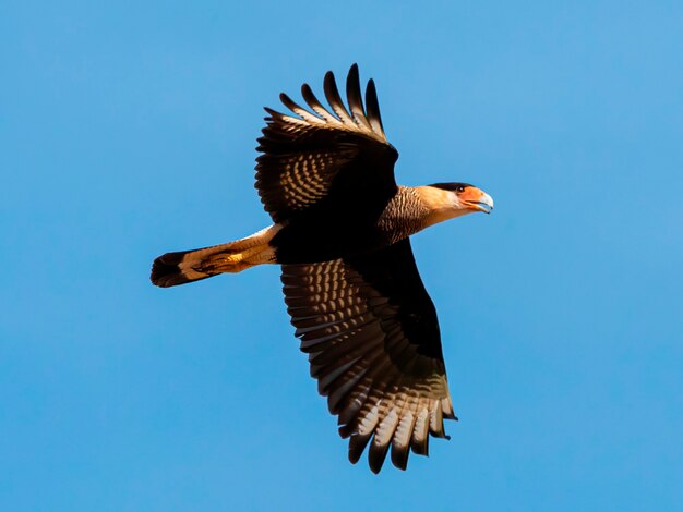 De noordelijke kuifcaracara Caracara cheriway