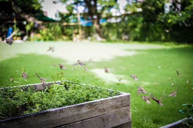 De normale musgroep vliegt weg in de middagzon in de tuin.