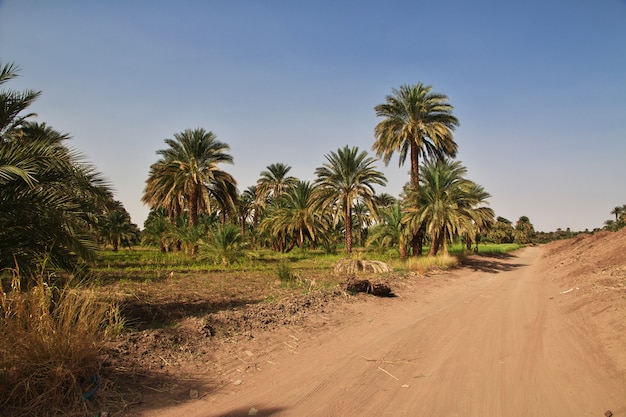 De oase in de Sahara woestijn, Soedan