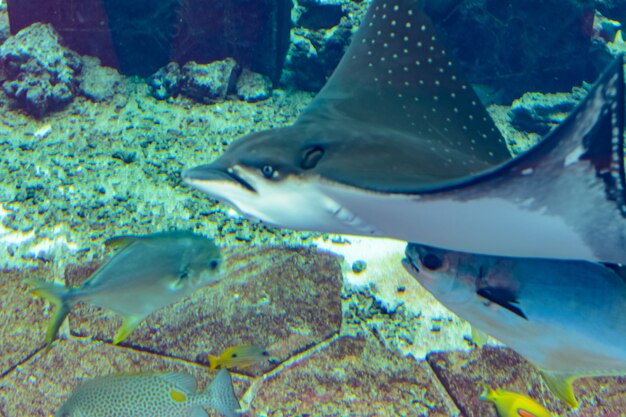 De ocellated adelaarsrog (Aetobatus ocellatus) is een soort van kraakbeenvissen in de adelaarsrog familie Myliobatidae. Atlantis, Sanya, eiland Hainan, China.