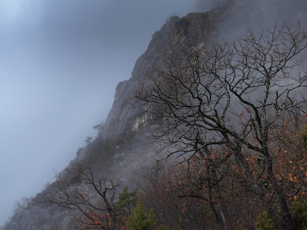 De ochtend herfst bosweg in de mist