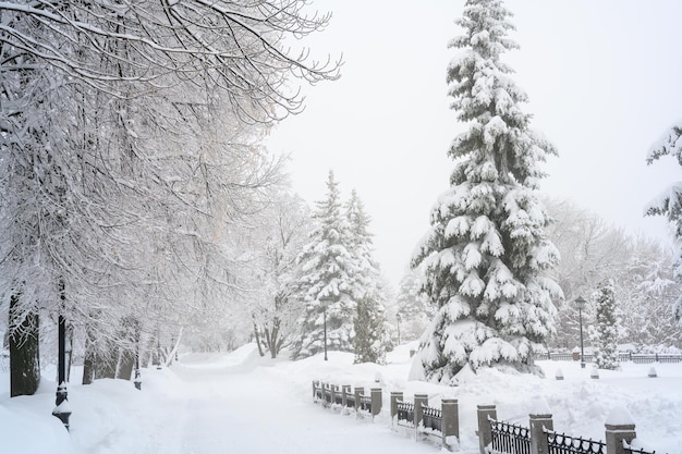 De ochtendmist in het bos en witte sneeuw