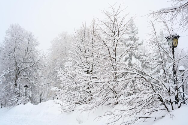 De ochtendmist in het bos en witte sneeuw