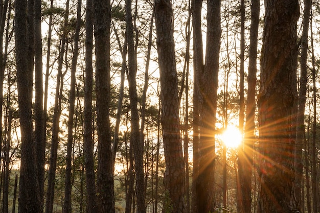 De ochtendzonsopgang van het dennenbos bij suan son bo kaeo