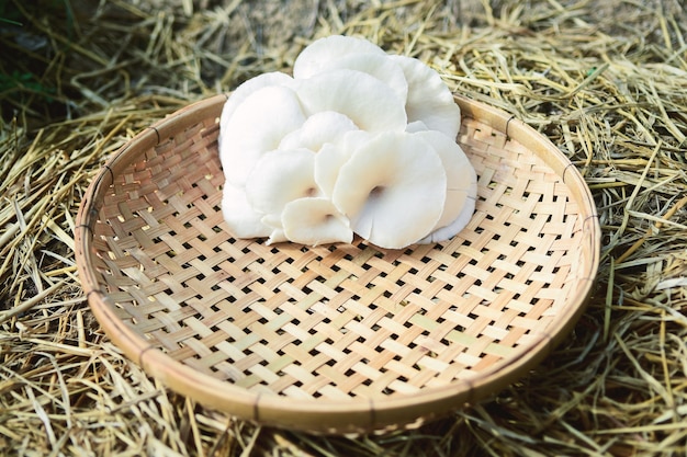 Foto de oester van hongarije of hongaarse mushroom op boerderij in thailand.