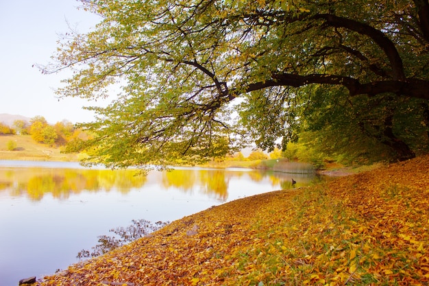 De oever van het meer is in de herfst bedekt met gele bladeren