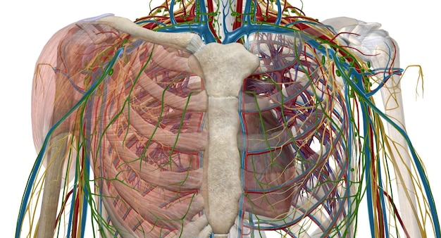 Foto de oksel is een anatomisch gebied onder het schoudergewricht waar de arm verbinding maakt met de schouder