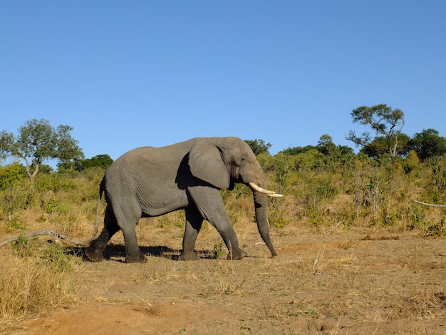 De olifant in Chobe nationaal park, Botswana, Afrika