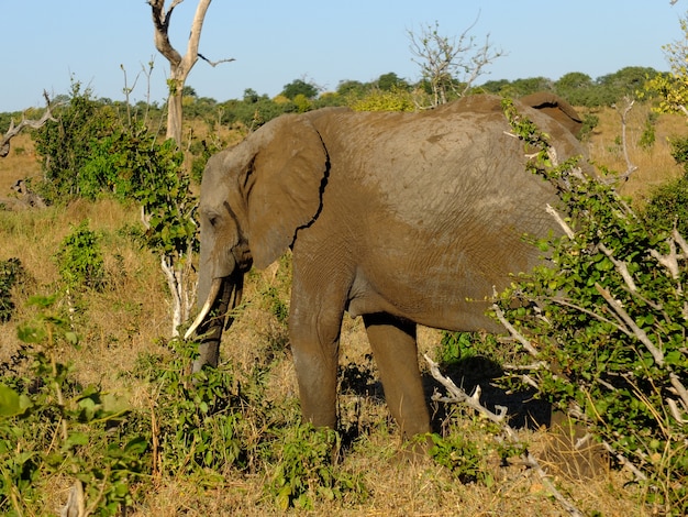 De olifant in Chobe nationaal park, Botswana, Afrika