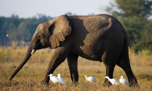 De olifant is omgeven door witte reigers