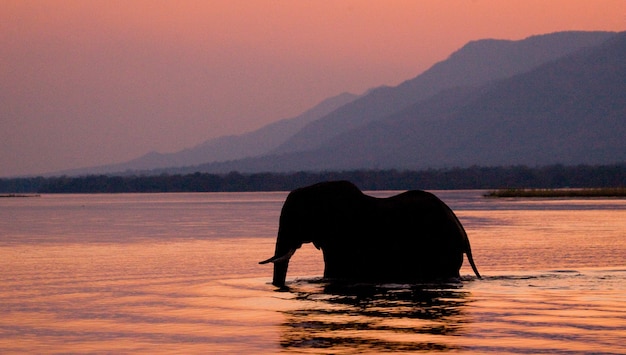 De olifant steekt de Zambezi-rivier over bij zonsondergang in roze