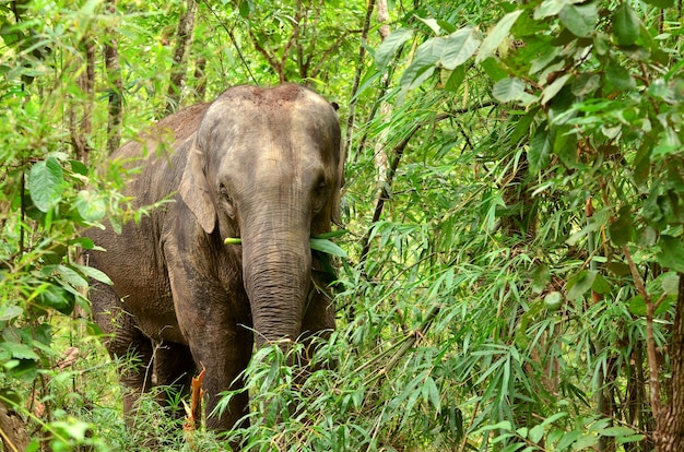 De olifant van Azië in tropisch bos, Thailand