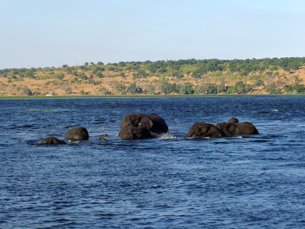 De olifant zwemt in de Zambezi-rivier, Botswana, AfrikaZambezi-rivier, Botswana, Afrika